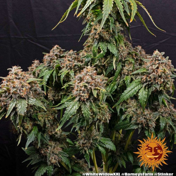 White Widow XXL - BARNEY'S FARM | TanieSianie.pl