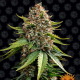 White Widow XXL Auto - BARNEY'S FARM | TanieSianie.pl