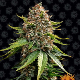 White Widow XXL Auto - BARNEY'S FARM | TanieSianie.pl