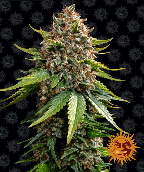 White Widow XXL Auto - BARNEY'S FARM | TanieSianie.pl