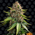 White Widow XXL Auto - BARNEY'S FARM