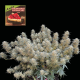 Strawberry Cheesecake Auto - SEEDSMAN | TanieSianie.pl