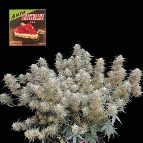 Strawberry Cheesecake Auto - SEEDSMAN | TanieSianie.pl