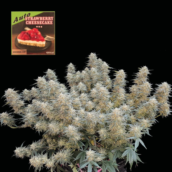 Strawberry Cheesecake Auto - SEEDSMAN | TanieSianie.pl
