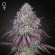 Persian Pie - GREEN HOUSE SEEDS | TanieSianie.pl
