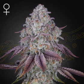 Persian Pie - GREEN HOUSE SEEDS | TanieSianie.pl