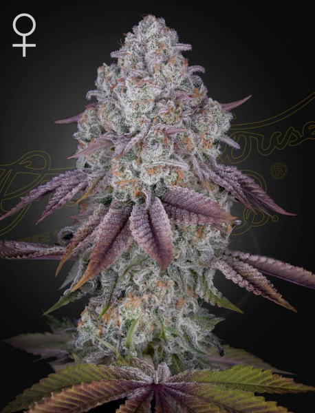 Persian Pie - GREEN HOUSE SEEDS | TanieSianie.pl