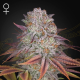 Pulp Friction - GREEN HOUSE SEEDS | TanieSianie.pl
