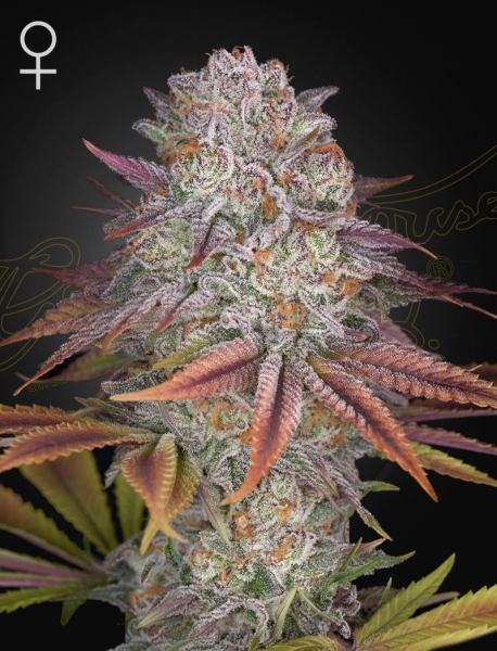 Pulp Friction - GREEN HOUSE SEEDS | TanieSianie.pl