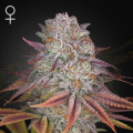 Pulp Friction - GREEN HOUSE SEEDS