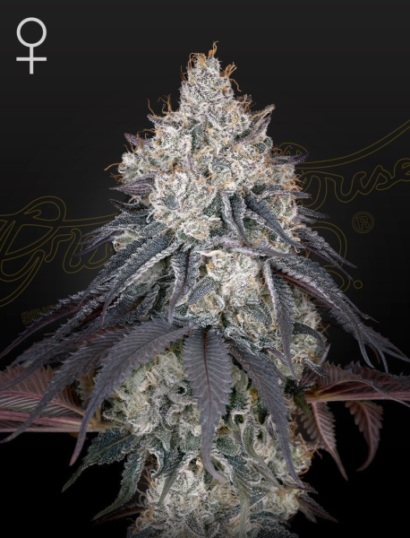 Lemon Orange - GREEN HOUSE SEEDS | TanieSianie.pl