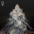 Lemon Orange - GREEN HOUSE SEEDS