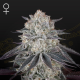 Franco's Fullgas - GREEN HOUSE SEEDS | TanieSianie.pl