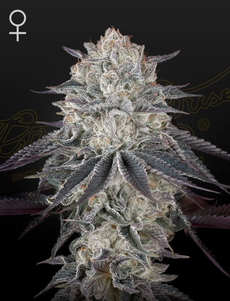 Franco's Fullgas - GREEN HOUSE SEEDS | TanieSianie.pl