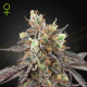 Gelato 41 x Gelato 41 Auto - GREEN HOUSE SEEDS | TanieSianie.pl