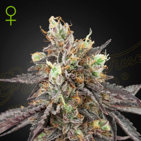 Gelato 41 x Gelato 41 Auto - GREEN HOUSE SEEDS | TanieSianie.pl