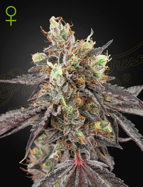 Gelato 41 x Gelato 41 Auto - GREEN HOUSE SEEDS | TanieSianie.pl