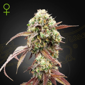 West Coast OG x Gelato 41 Auto - GREEN HOUSE SEEDS | TanieSianie.pl