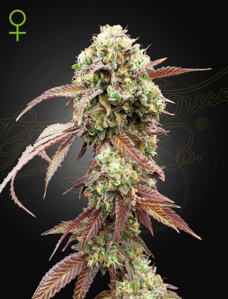 West Coast OG x Gelato 41 Auto - GREEN HOUSE SEEDS | TanieSianie.pl