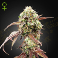 West Coast OG x Gelato 41 Auto - GREEN HOUSE SEEDS