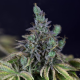 Gelat.OG - SEEDSMAN | TanieSianie.pl