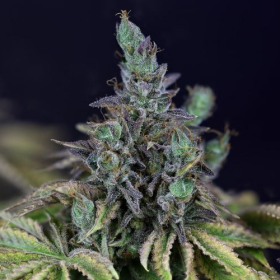 Gelat.OG - SEEDSMAN | TanieSianie.pl