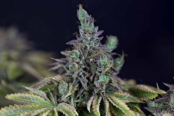 Gelat.OG - SEEDSMAN | TanieSianie.pl