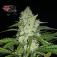 Bruce Banger FAST - SEEDSMAN | TanieSianie.pl