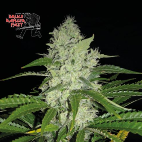 Bruce Banger FAST - SEEDSMAN | TanieSianie.pl