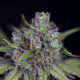 CBG Relief Auto - SEEDSMAN | TanieSianie.pl