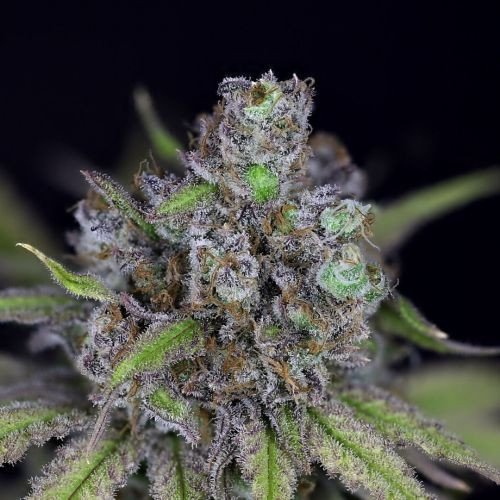 CBG Relief Auto - SEEDSMAN | TanieSianie.pl