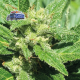 Alaskan Diesel Auto - SEEDSMAN | TanieSianie.pl