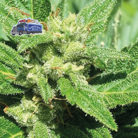 Alaskan Diesel Auto - SEEDSMAN | TanieSianie.pl