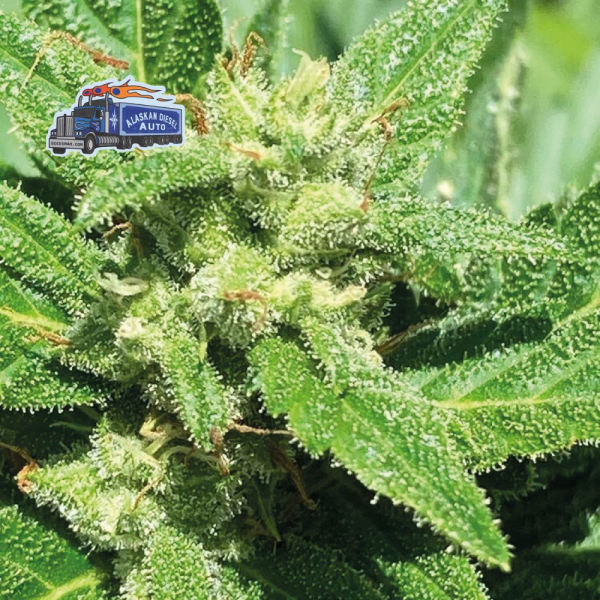 Alaskan Diesel Auto - SEEDSMAN | TanieSianie.pl