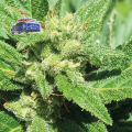 Alaskan Diesel Auto - SEEDSMAN