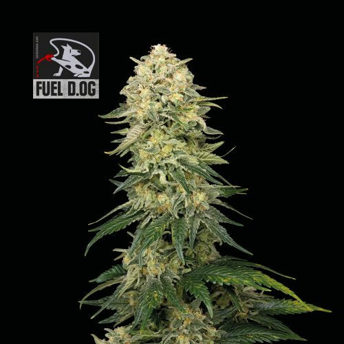 Fuel D.OG - SEEDSMAN | TanieSianie.pl