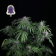 Purple Ghost Candy - SEEDSMAN | TanieSianie.pl
