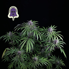 Purple Ghost Candy - SEEDSMAN | TanieSianie.pl