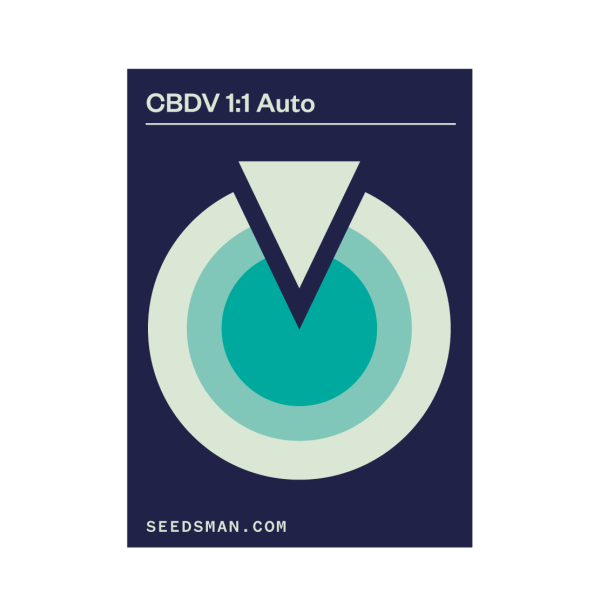 CBDV 1:1 Auto - SEEDSMAN | TanieSianie.pl