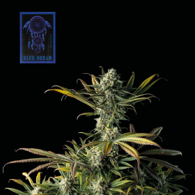Blue Dream - SEEDSMAN | TanieSianie.pl