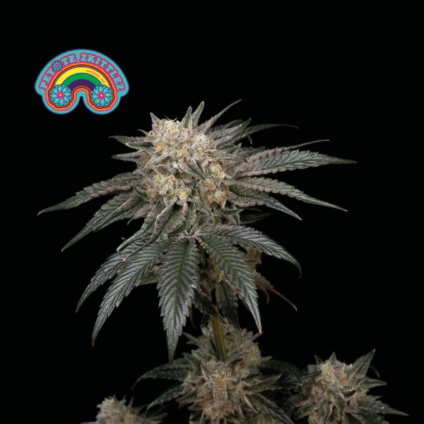 Peyote Zkittlez - SEEDSMAN | TanieSianie.pl