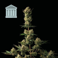 Peyote Forum - SEEDSMAN