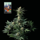 L.A. Peyote Kush - SEEDSMAN | TanieSianie.pl
