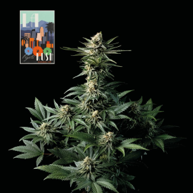 L.A. Peyote Kush - SEEDSMAN | TanieSianie.pl