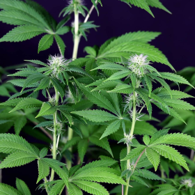 Seedsman CBG #1 - SEEDSMAN | TanieSianie.pl