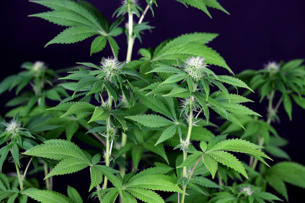 Seedsman CBG #1 - SEEDSMAN | TanieSianie.pl