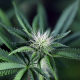 Peyote Wi-Fi CBD 2:1 - SEEDSMAN | TanieSianie.pl