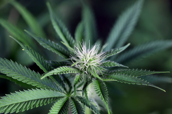 Peyote Wi-Fi CBD 2:1 - SEEDSMAN | TanieSianie.pl