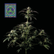 Peyote Wi-Fi - SEEDSMAN | TanieSianie.pl