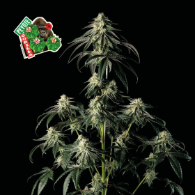 Peyote Gorilla - SEEDSMAN | TanieSianie.pl